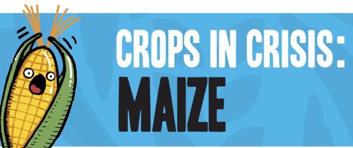 Crops in Crisis: Maize